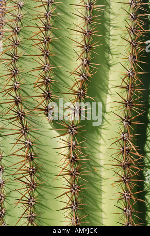 Saguaro Kaktus Cereus Giganteus Wirbelsäule detail Tucson Arizona Stockfoto