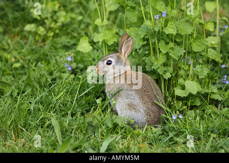 junge europäische Kaninchen - sitzen auf der Wiese / Oryctolagus Cuniculus Stockfoto