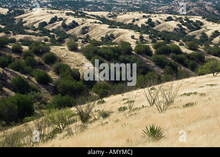 Malerische Hügellandschaft von Santa Cruz County in der Nähe von Sonoita Arizona Stockfoto