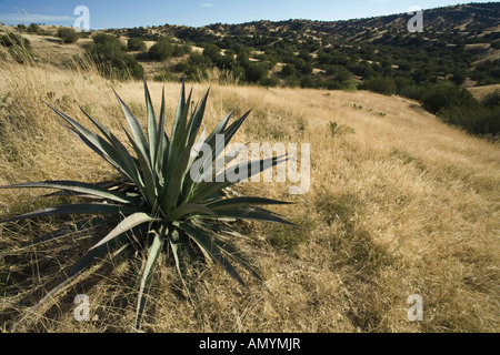 Agave und malerischen Hügeln von Santa Cruz County in der Nähe von Sonoita Arizona Stockfoto