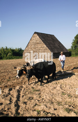 Verwendung von Ochsen um ein Feld in der Nähe von Pinar del Rio, Kuba zu pflügen. Stockfoto