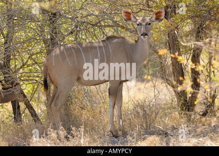 große Kudu (weiblich) - Stand / Tragelaphus Strepsiceros Stockfoto