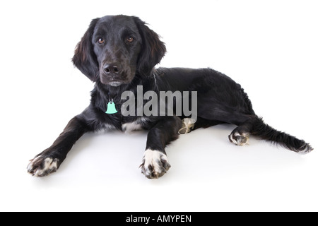 schwarze und weiße Mischling Hund liegend auf weißem Hintergrund Stockfoto