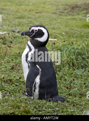 Magellan-Pinguin - stehend auf Wiese / Spheniscus Magellanicus Stockfoto