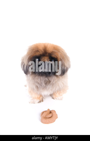 Braune Pekinese Hund mit Poo traurigen Blick, machen einen Fehler, isoliert auf weiss Stockfoto