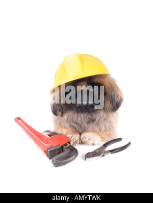 Braune Bau Arbeiter Pekinese Hund trägt Gelb Schutzhelm mit Werkzeugen isoliert auf weiss Stockfoto