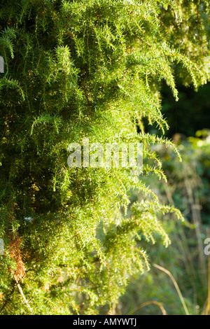 Gemeine Wacholder oder Juniperus Communis Busch Stockfoto