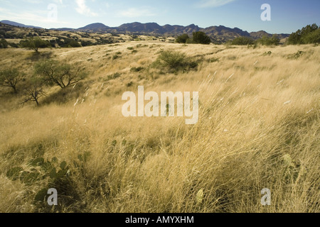 Golden Grass und malerischen Hügeln von Santa Cruz County in der Nähe von Sonoita Arizona Stockfoto