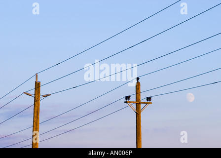 Stromleitungen auf Holzmasten mit Mond bei Sonnenuntergang Stockfoto
