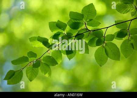 Buche-Blätter im Frühjahr Stockfoto