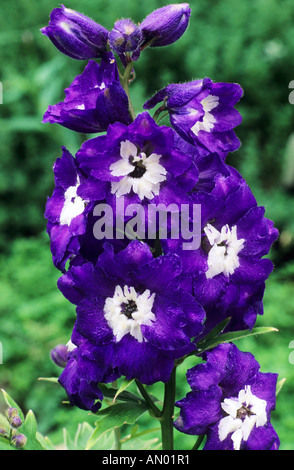 Delphinium 'King Arthur', dunkle blaue Blumen, Gartenpflanze Rittersporn Stockfoto