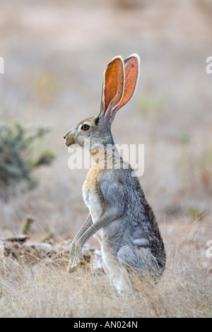 Antilope Jackrabbit Lepus Alleni Oracle Pinal County Arizona USA 23 Juli Erwachsenen Leporidae Stockfoto