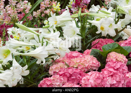 Rhododendron Rhododendron Catawbiense Heide Familie Ericaceae und Easter Lily Zephyranthes Atamasco Amaryllis Stockfoto