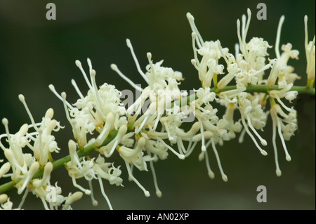 Blüten in der Macadamia-Nuss. Stockfoto