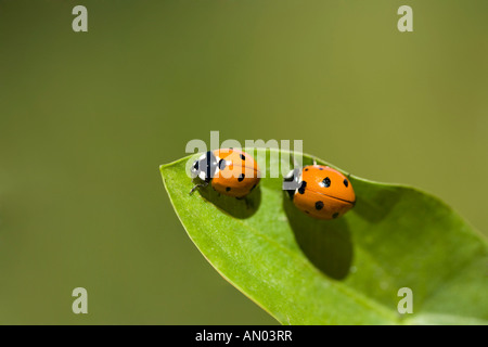 Zwei Marienkäfer auf einem Blatt mit grünem Hintergrund Stockfoto