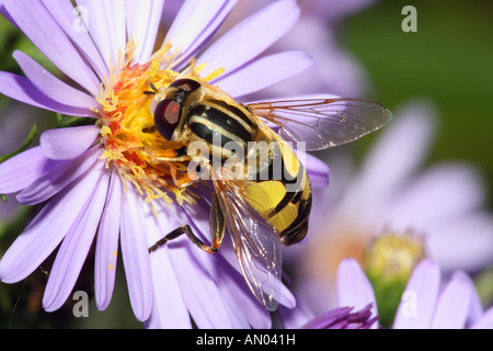 Hoverfly auf Blüte / Syrphidae Stockfoto