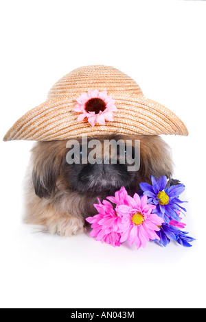Blume Kind Pekinese Hund mit rosa und lila Blumen-Gänseblümchen Stroh Hut isoliert auf weiss Stockfoto