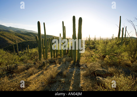 Saguaros stehen in den Ausläufern des Gebirges Rincon im Bereich Reddington Pass Tucson Arizona Stockfoto