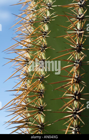 Saguaro Kaktus Cereus Giganteus Wirbelsäule detail Tucson Arizona Stockfoto