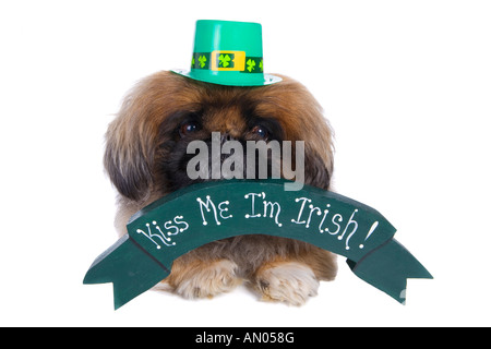 Pekinese Hund mit Banner, das s sagen Kiss me ich m irischen tragen grünen Hut isoliert auf weiss Stockfoto