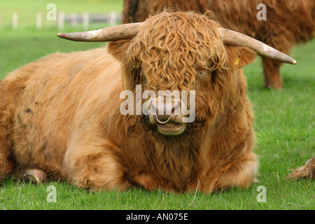 Highland Bull Nasenring braunen Locken Stockfoto