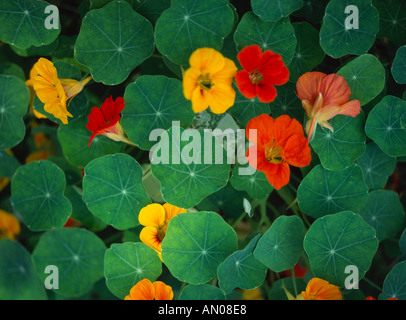 nachfolgende Nasturtiam Blumen essbare Blätter Stockfoto