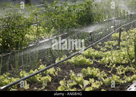 Organiponico 14 de Junio, Pinar del Rio, Kuba. Stockfoto