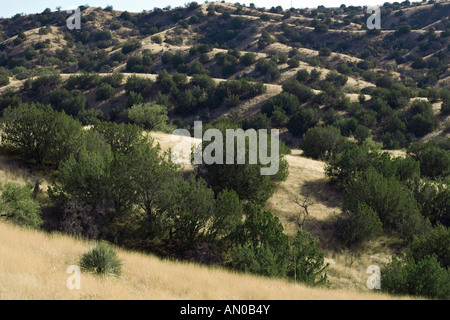 Malerische Hügellandschaft von Santa Cruz County in der Nähe von Sonoita Arizona Stockfoto