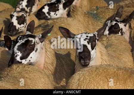 Walisische Maultiere Gimmers aus Beulah Mutterschafe gezeugt von einem blauen konfrontiert Leicester Widder Stockfoto