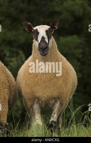 Walisische Maultiere Gimmers aus Beulah Mutterschafe gezeugt von einem blauen konfrontiert Leicester Widder Stockfoto