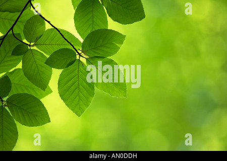 Buche-Blätter im Frühjahr Stockfoto