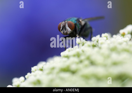 Bildschirm-Wurm fliegen Cochliomyia Hominivorax auf eine Frühlingsblume Pennsylvania USA Stockfoto