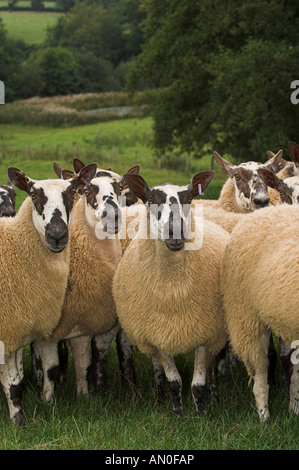 Walisische Maultiere Gimmers aus Beulah Mutterschafe gezeugt von einem blauen konfrontiert Leicester Widder Stockfoto