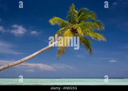 Nord Male Atoll Meeru Island Resort auf den Malediven einzige Palme beugte sich über den Strand Stockfoto