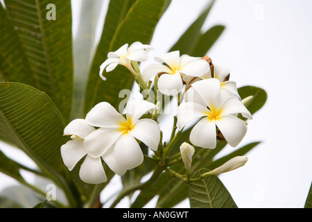 Malediven-Addu Atoll Gan duftenden Blüten der weißen Frangipani Plumeria alba Stockfoto