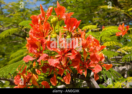 Malediven-Addu Atoll Gan Blüten und Knospen der königlichen Ponciana Flame Tree Delonix regia Stockfoto