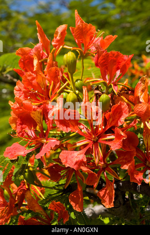 Malediven-Addu Atoll Gan Blüten und Knospen der königlichen Ponciana Flame Tree Delonix regia Stockfoto