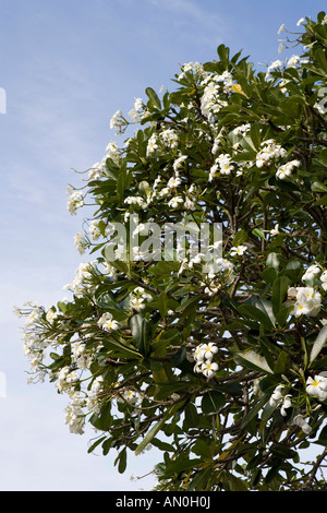 Malediven Addu Atoll Gan Regierung Rasthaus Garten duftenden weißen Frangipani Plumeria Alba Blume Baum Stockfoto