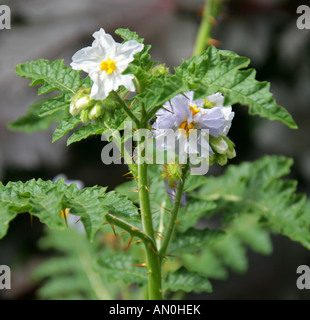 Sticky Nachtschatten aka Red Buffalo Bur oder Feuer und Eis, Solanum sisymbriifolium, Solanaceae Stockfoto