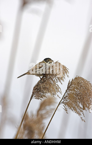 Gemeinsamen Reed bunting Emberiza Schoeniclus männlich auf gemeinsamen Schilf Phragmites Australis Saatgut Kopf Stockfoto