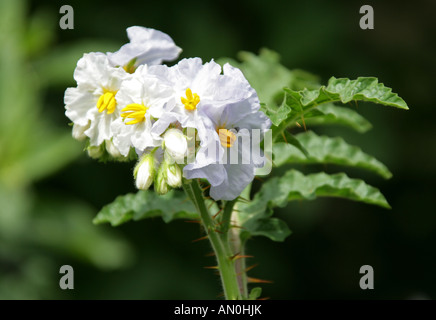 Sticky Nachtschatten aka Red Buffalo Bur oder Feuer und Eis, Solanum sisymbriifolium, Solanaceae Stockfoto