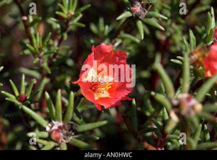 Moosrose (Portulaca Grandiflora) Stockfoto