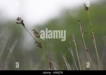 Drolligen Cistensänger Cistensänger kommt auf Binsen in der Nähe von Aleria Korsika Frankreich Stockfoto