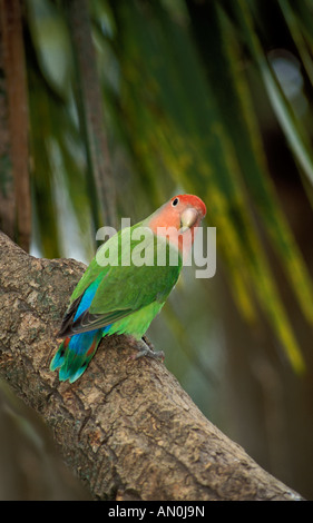 Abwechslungsreiche Lorikeet Psitteuteles versicolor Australien Stockfoto