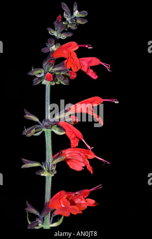 Scarlet-Salbei (Salvia Coccinea) Stockfoto