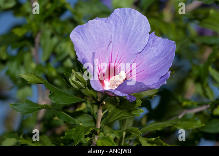 Hibiscus syriacus Stockfoto