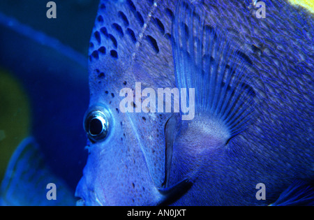 Angelfish. Gelb-Bar Angelfish. Familie Pomacanthidae. (Pomacanthus Maculosos) Seefisch auf den arabischen Golf. Stockfoto