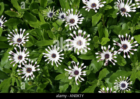 Löffel Gänseblümchen, Osteospermum Whirligig, Asteraceae. Eingeführt aus Neuseeland als Tauranga im Jahr 1979, umbenannt in Whirlpool im Jahr 1981 Stockfoto