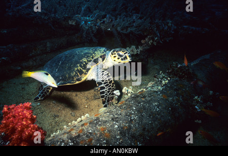 Echte Karettschildkröte und Schachbrettmuster Lippfische. Jolanda-Reef, Ras Mohammed. Ägypten. Stockfoto