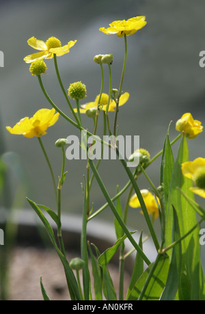 Große oder größere Spearwort Ranunculus Lingua Butterblume britische wilde Blume Stockfoto